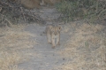 M lion cub 2